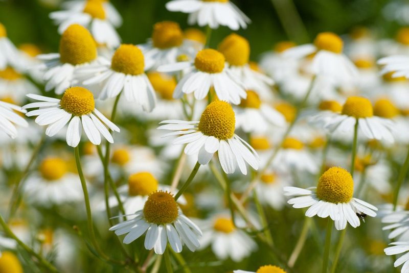 Invasive Neophyten: Herausforderung für Natur, Garten und Gesetzgebung