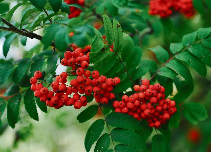 Vogelbeerbaum