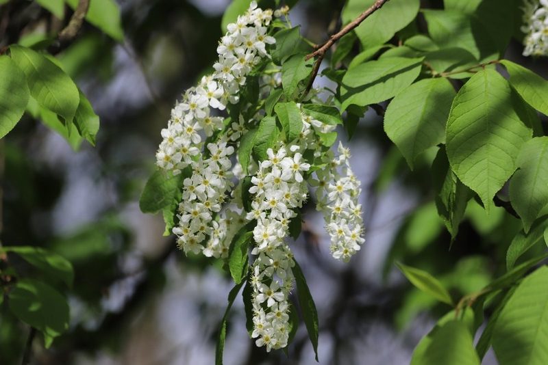 Invasive Neophyten: Herausforderung für Natur, Garten und Gesetzgebung