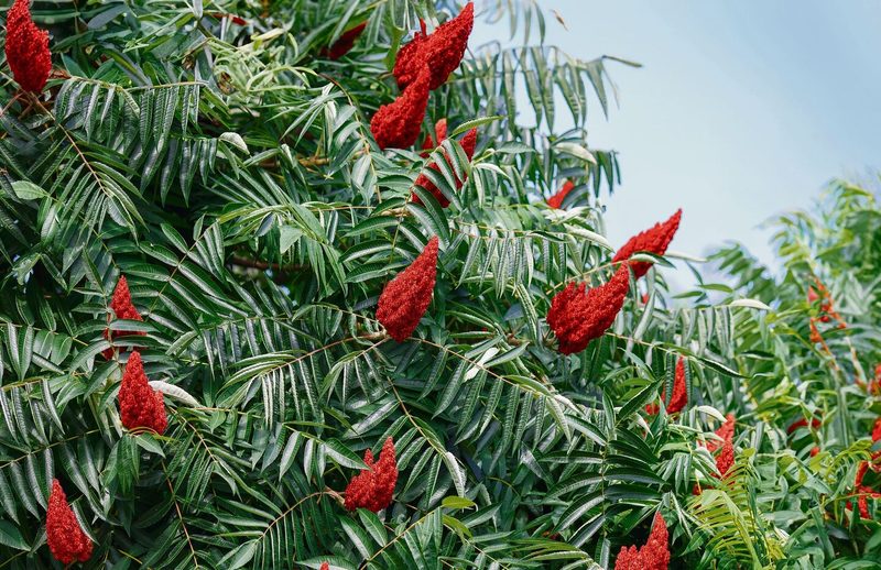 Der Essigbaum stammt ursprünglich aus Nordamerika und setzt sich auch in der Schweiz immer mehr fest.
