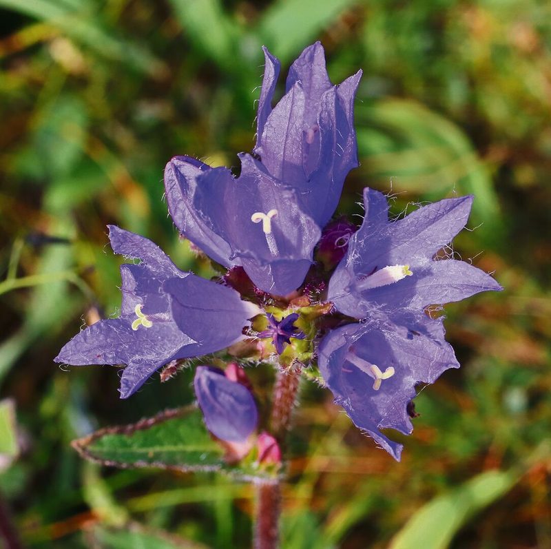Die Borstige Glocken-blume hat nur noch wenige Standorte und wird teilweise von Goldruten überwuchert.