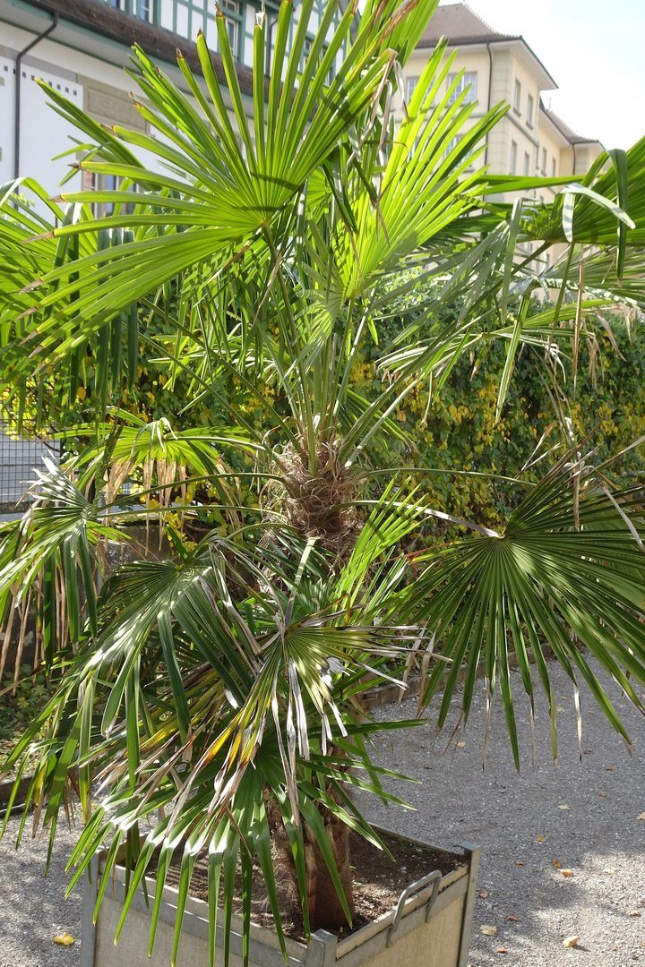 Invasive Neophyten: Herausforderung für Natur, Garten und Gesetzgebung
