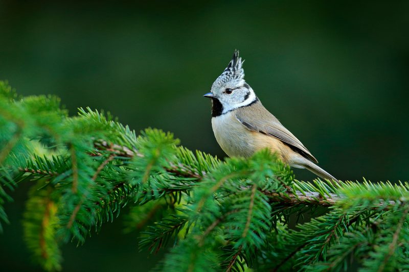 Vogelbegegnungen in den herbstlichen Alpen