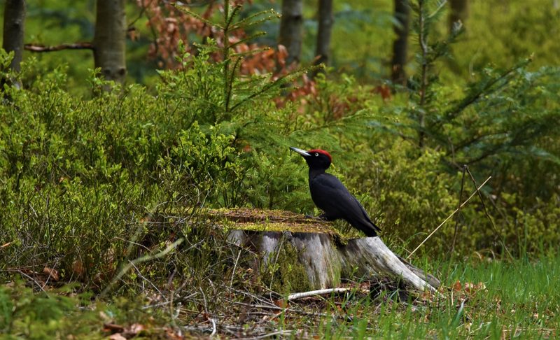 Vogelbegegnungen in den herbstlichen Alpen
