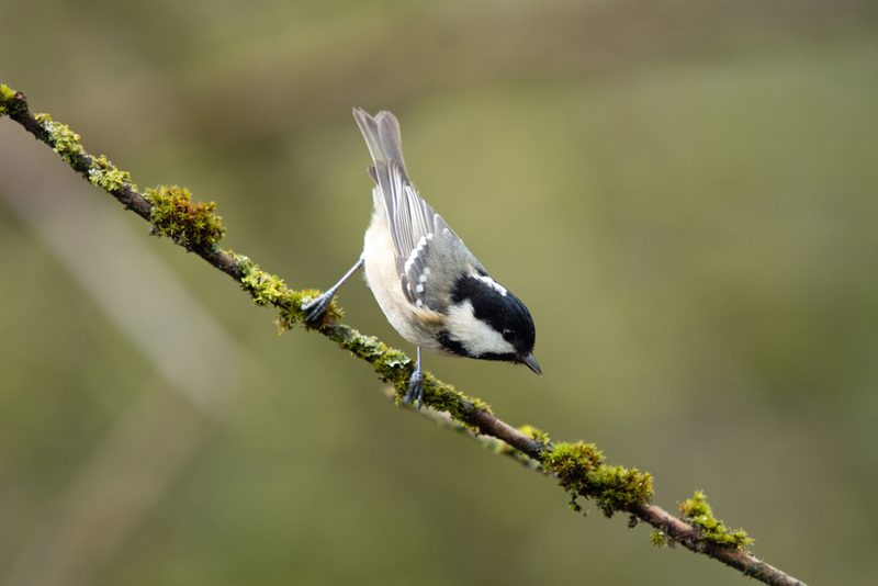 Vogelbegegnungen in den herbstlichen Alpen