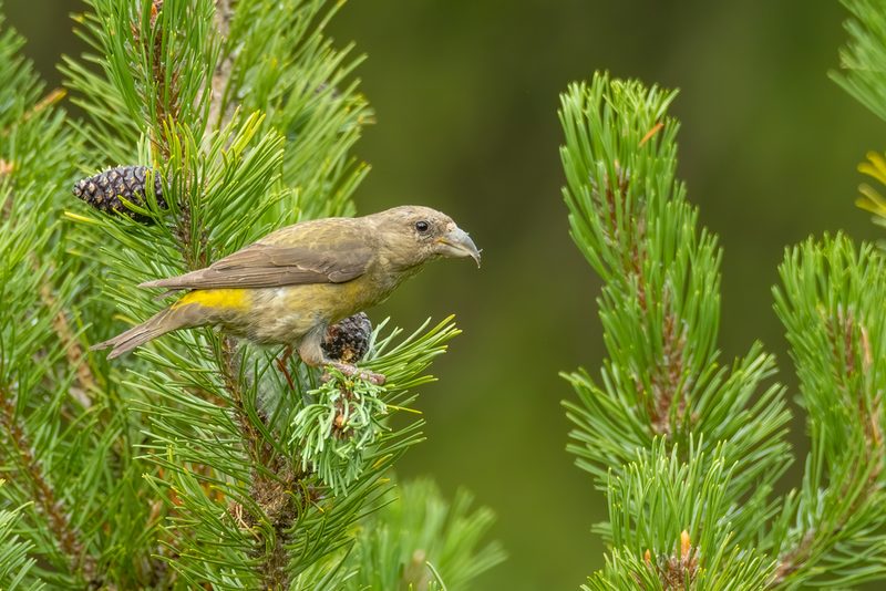 Vogelbegegnungen in den herbstlichen Alpen