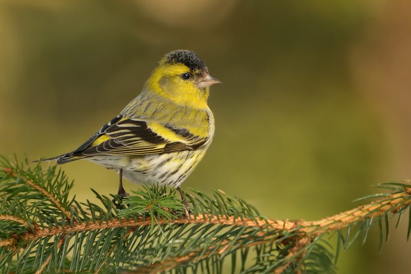 Vogelbegegnungen in den herbstlichen Alpen