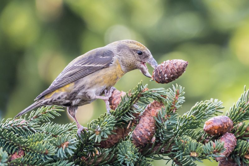 Vogelbegegnungen in den herbstlichen Alpen