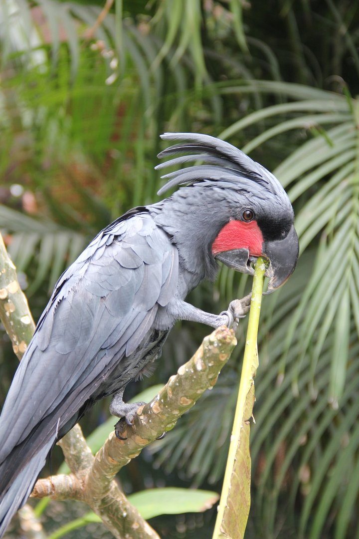 Palmkakadu: Trommler aus dem Regenwald