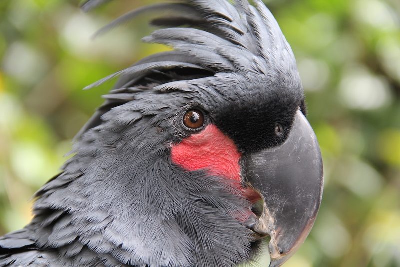 Palmkakadu: Trommler aus dem Regenwald