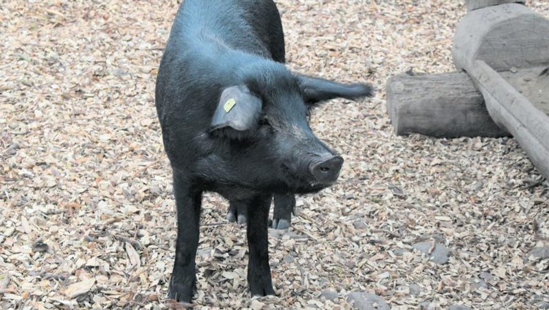 Alpenschwein im Zoo