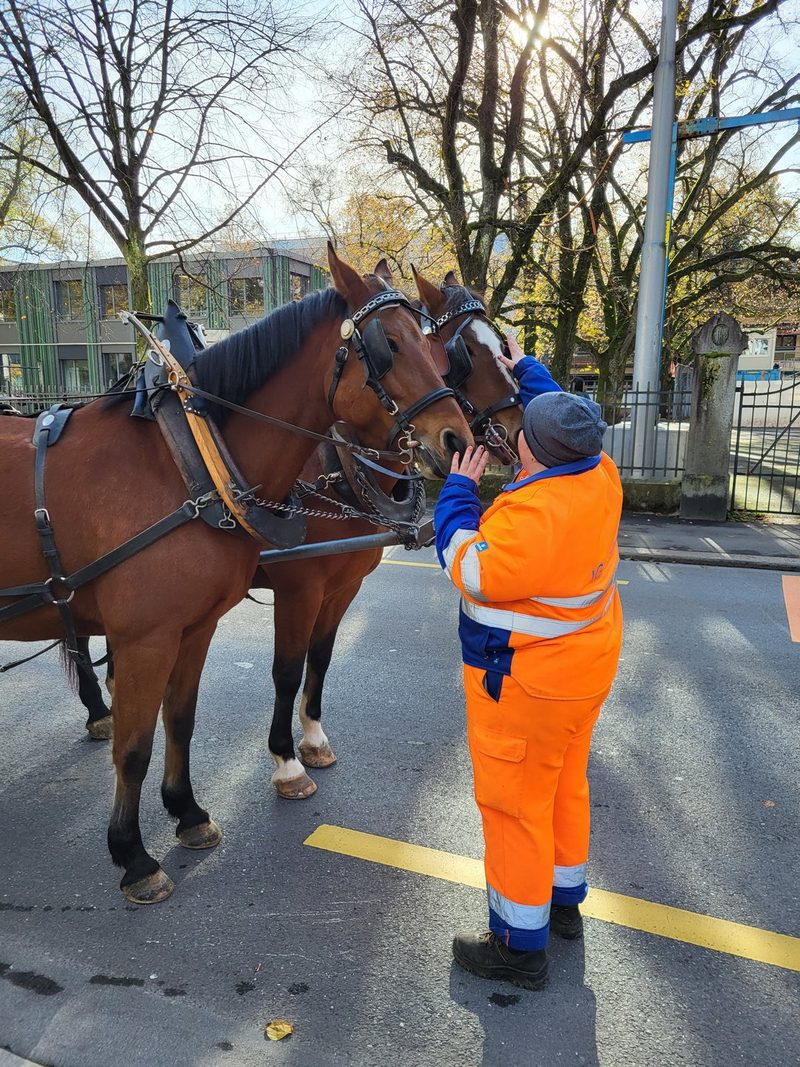 In Luzern holen Pferde die Grünabfuhr