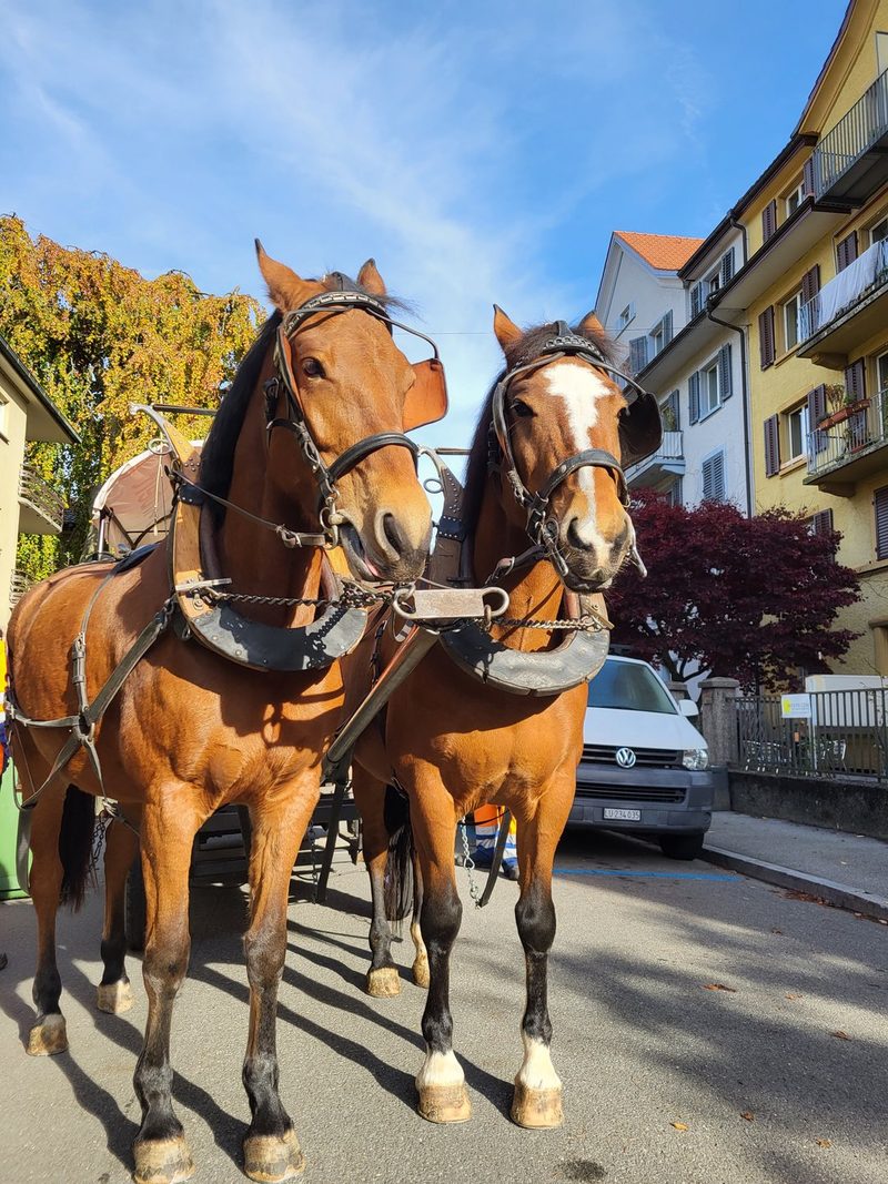 In Luzern holen Pferde die Grünabfuhr