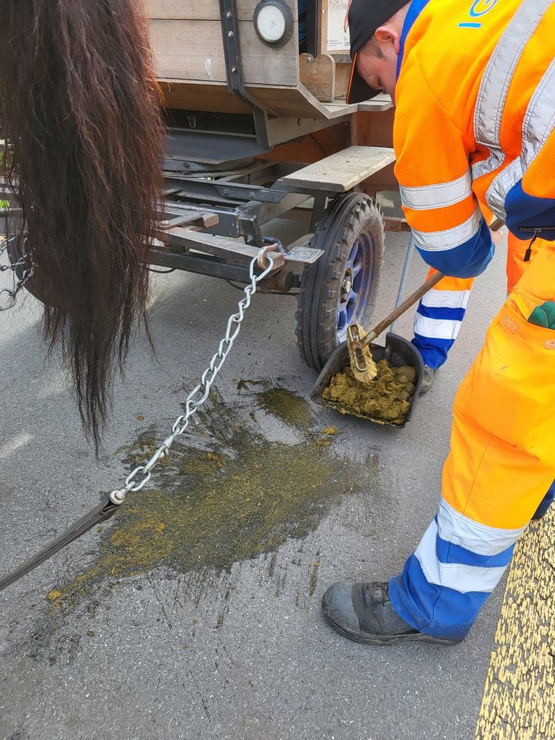 In Luzern holen Pferde die Grünabfuhr