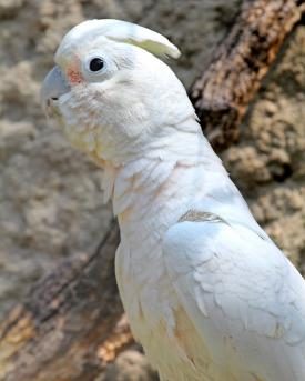 Goffinkakadu