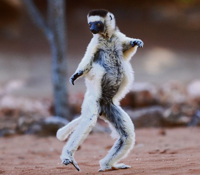 Sifakas