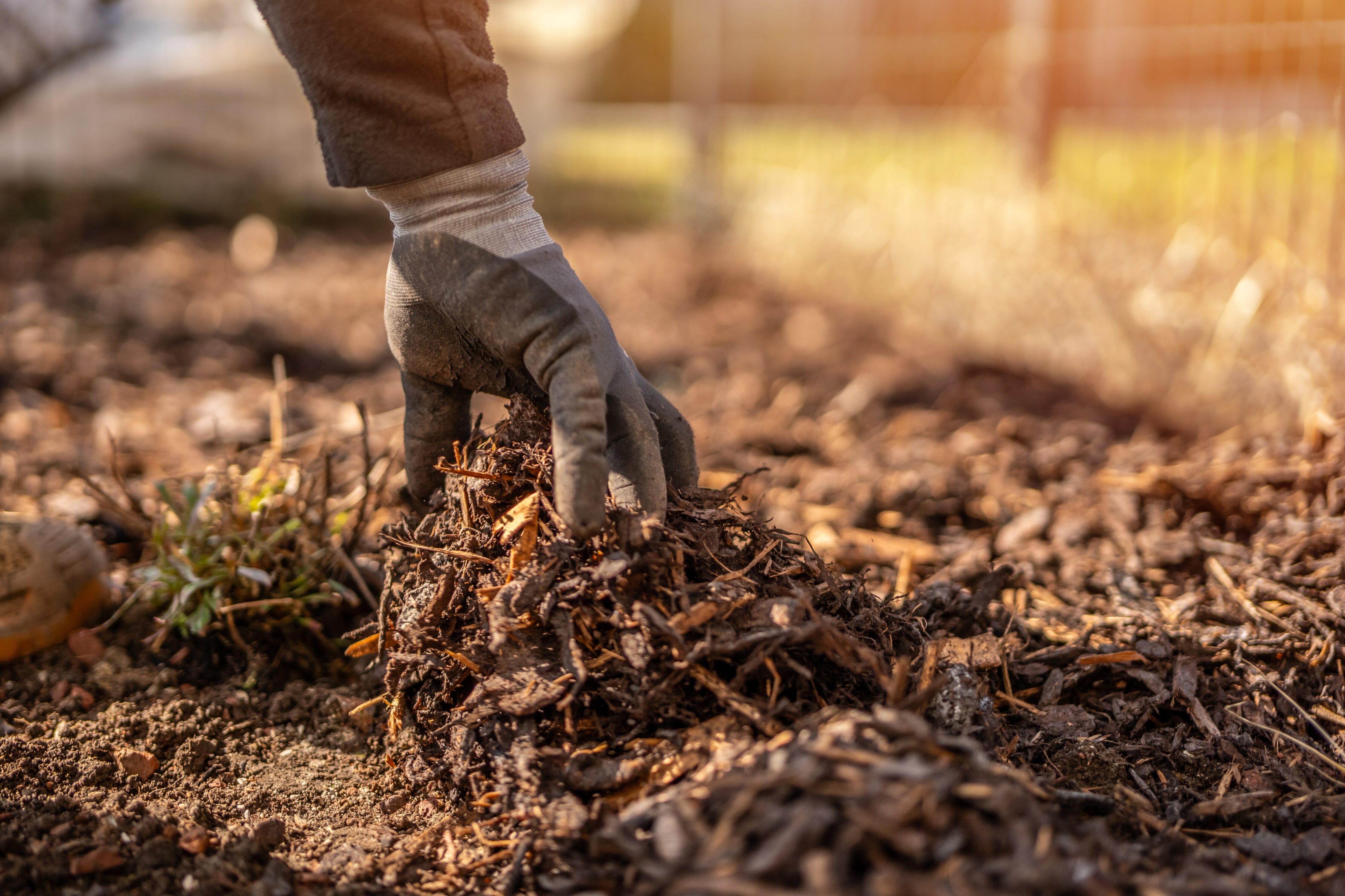 Eine Hand verteilt Rindenmulch auf dem Gartenboden.
