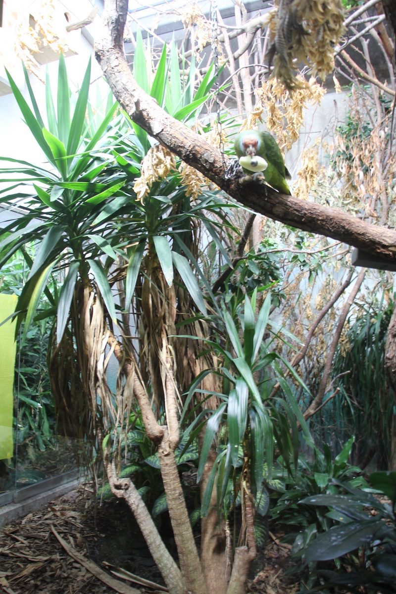 Rotschwanzamazonen neu im Zoo Zürich