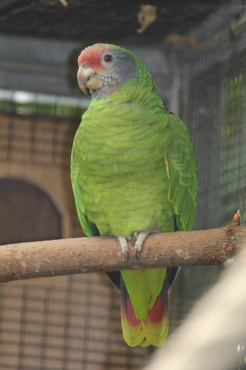 Rotschwanzamazonen neu im Zoo Zürich