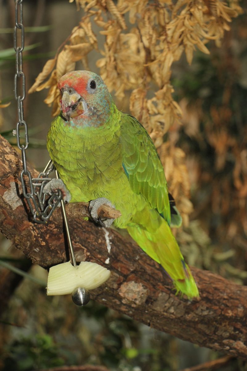 Rotschwanzamazonen neu im Zoo Zürich