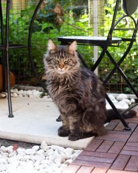 Kater Leonardo im Katzencafé in Zürich