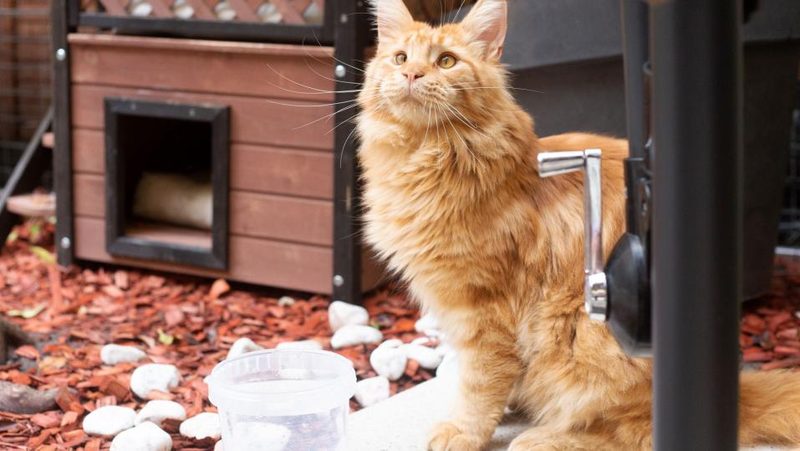 Kater Juan im Katzencafé in Zürich