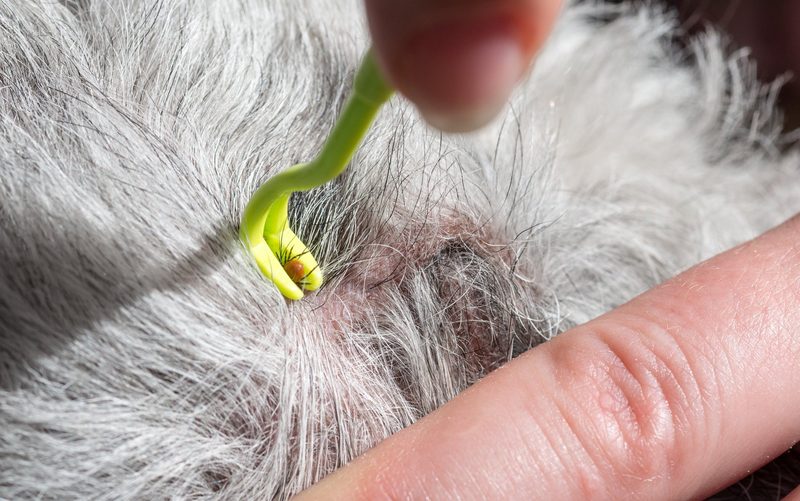 Zeckenschutz für Vierbeiner: Das rät die Tierärztin