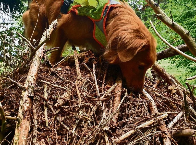 Spürhunde können nach Menschen, Drogen, Tieren oder Pflanzen suchen.