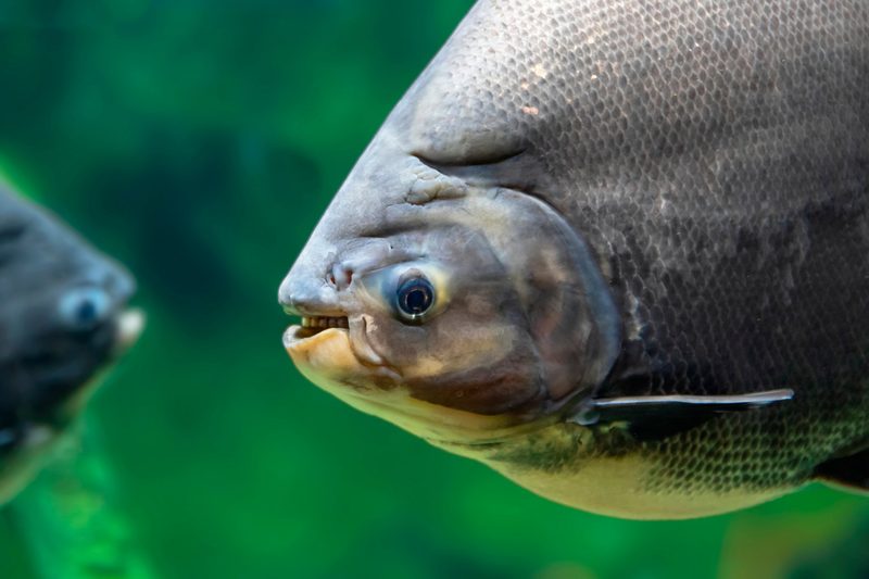 Der Schwarze Pacu: Fisch mit Menschenzähnen