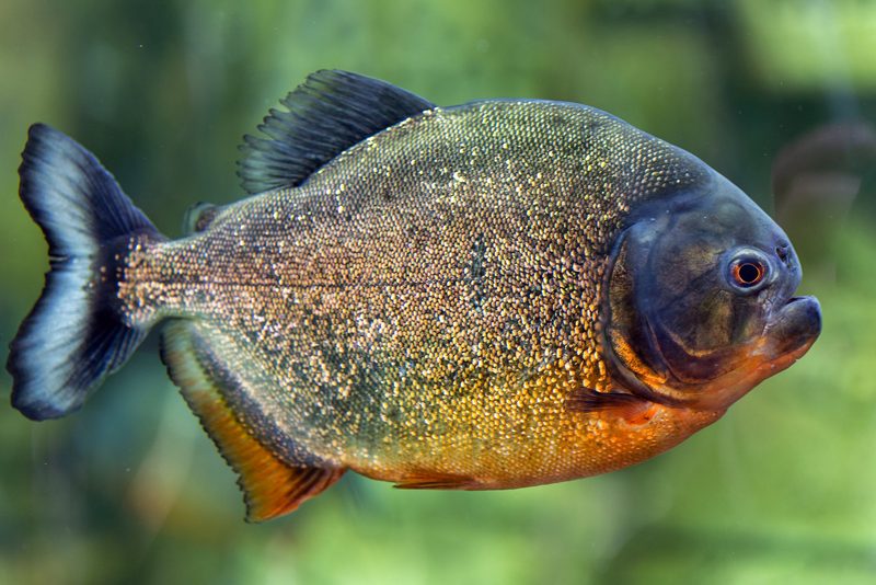 Der Schwarze Pacu: Fisch mit Menschenzähnen