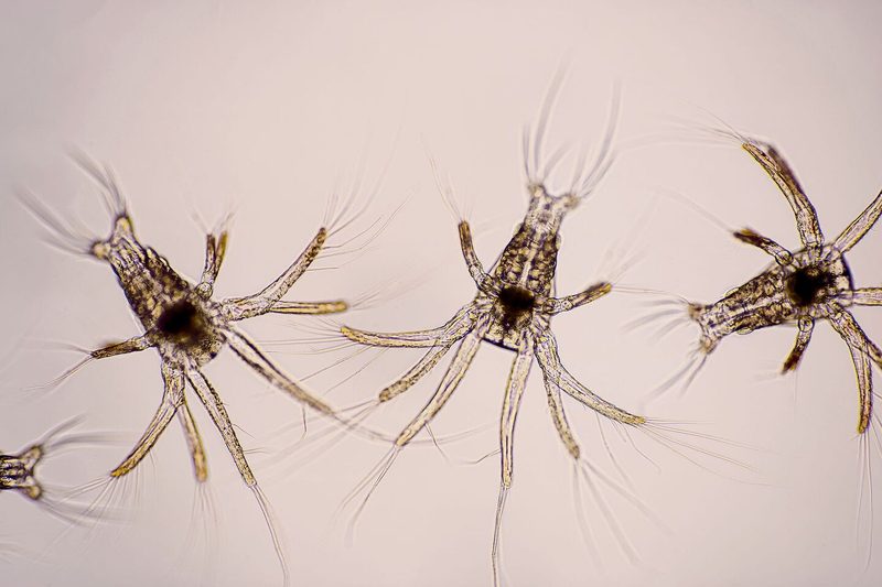 Nauplien