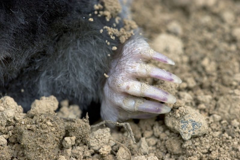 Der Maulwurf: Tunnelbauer im Garten