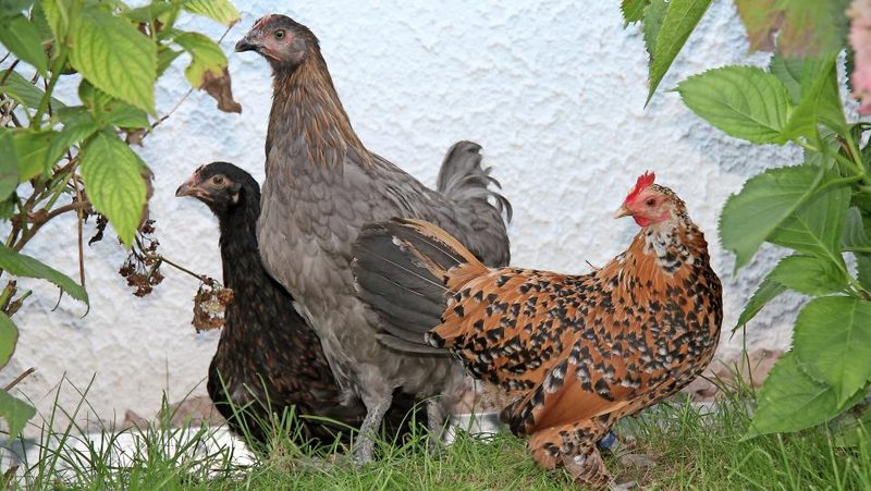 Hühner im Hof mit Büschen und Sträuchern