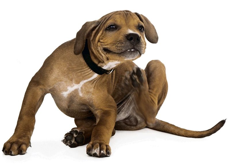 Wenn es den Hund juckt, können Plagegeister wie die Hausstaubmilbe dafür verantwortlich sein.