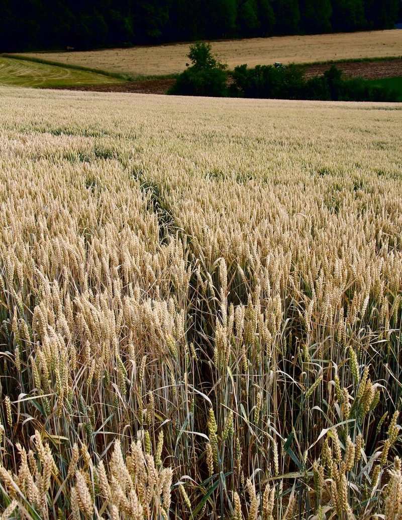 Bild links: Das Corpus Delicti im Weizenfeld: Ein ausgegrabener Maiskolben in einem Erdloch im Feld.