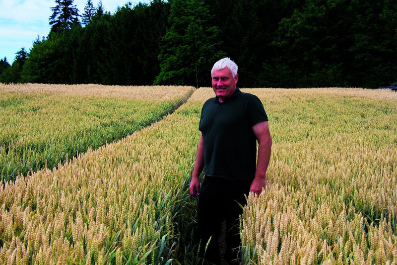 Der Wildschadenschätzer Michael Moser im Weizenfeld.