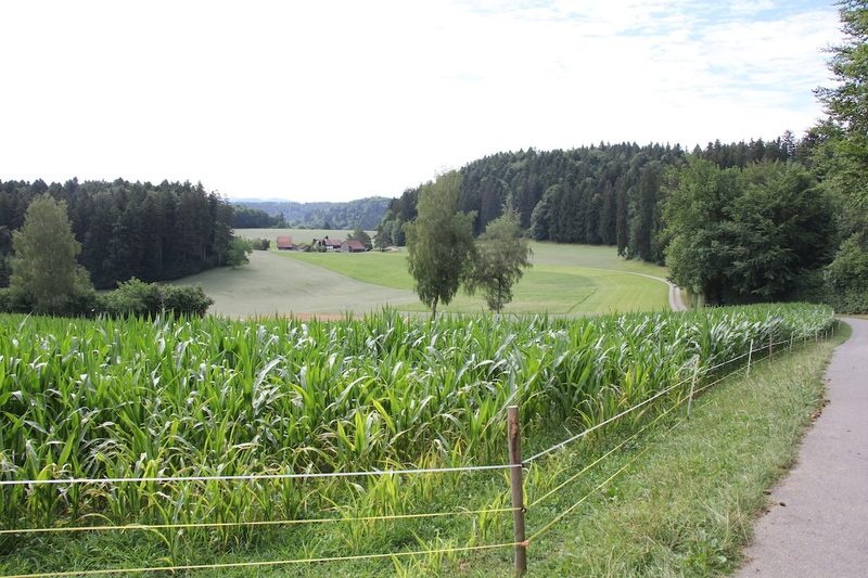 Wildschweinschäden im Weizenfeld im Kanton Zürich