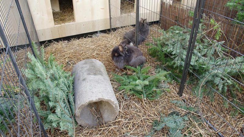 Kaninchen im Auslauf