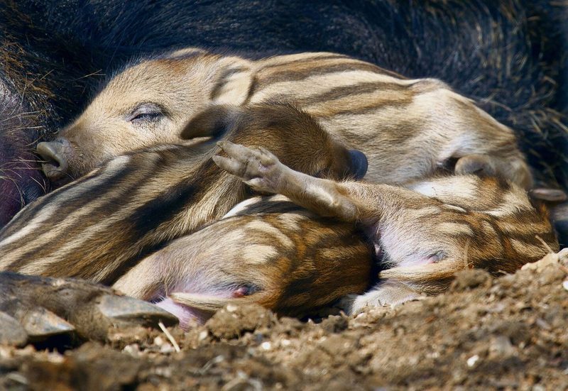 Wenn Melatonin ausgeschüttet wird, schlafen Wildtiere.