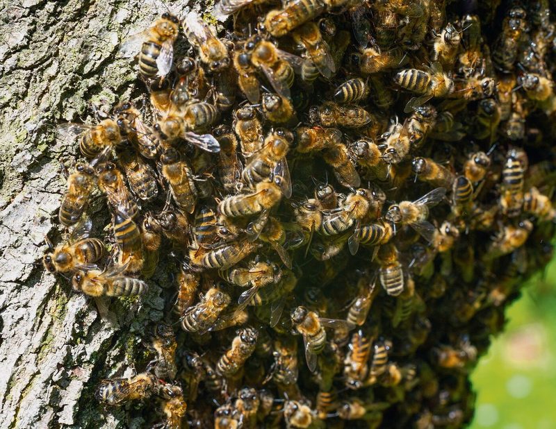 Auch Insekten koordinieren das Ausschwärmen instinktiv.