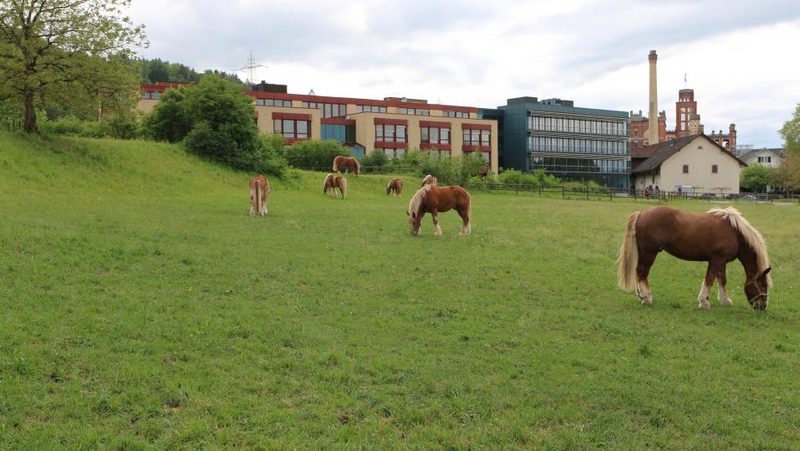 Brauereipferde Feldschlösschen