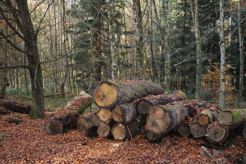 Wie nachhaltig ist die Holznutzung in unseren Wäldern?