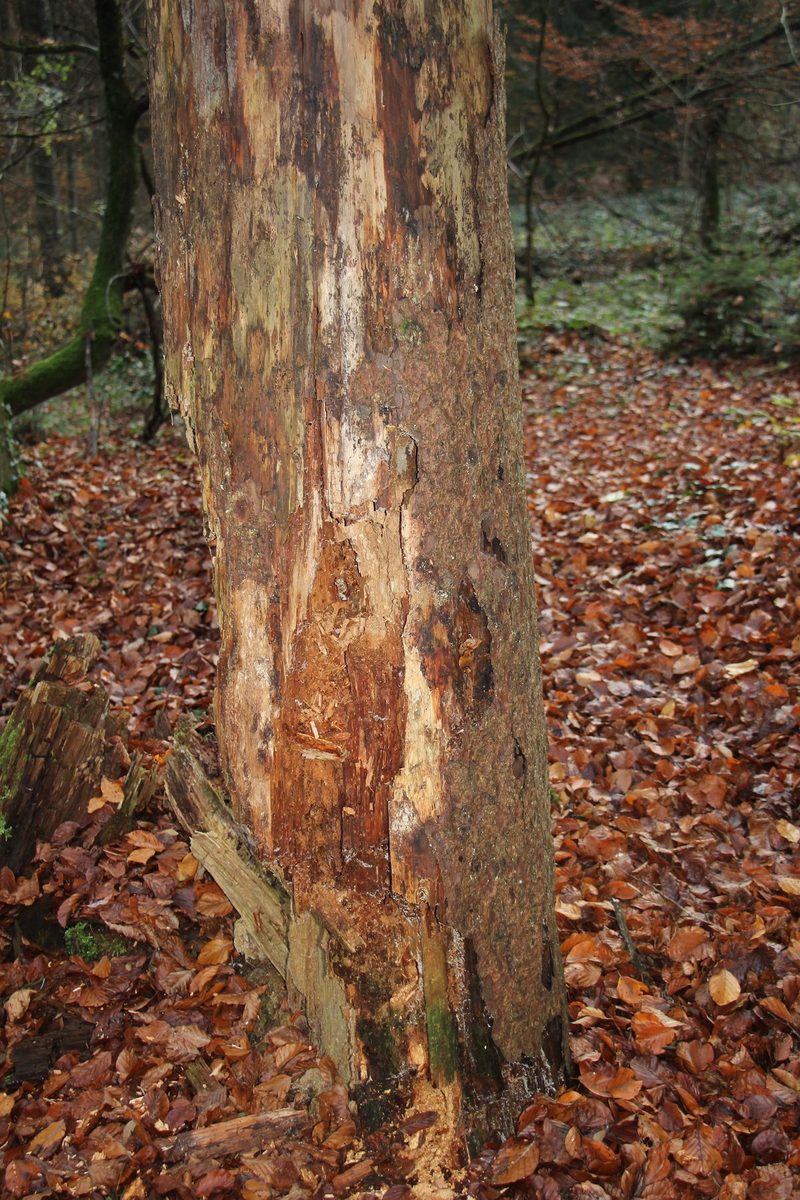 Wie nachhaltig ist die Holznutzung in unseren Wäldern?