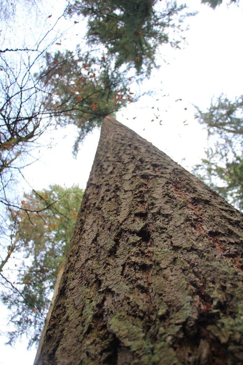 Wie nachhaltig ist die Holznutzung in unseren Wäldern?