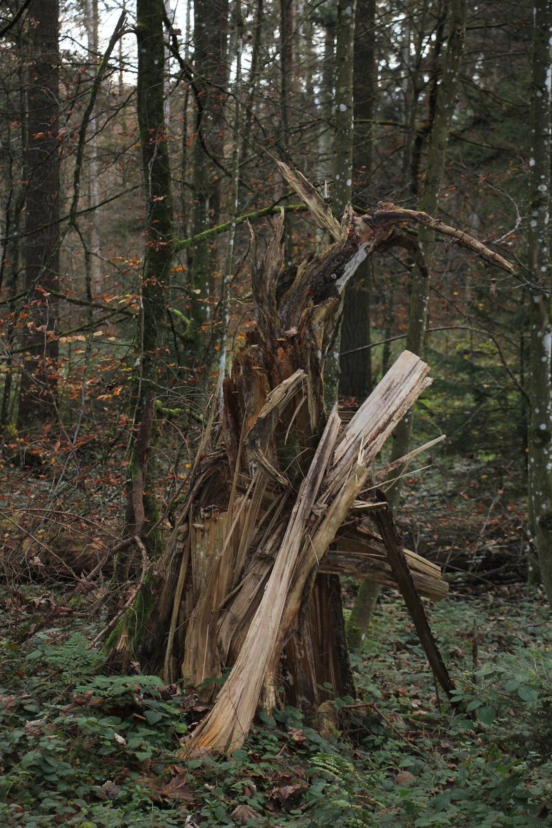 Wie nachhaltig ist die Holznutzung in unseren Wäldern?