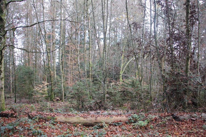 Wie nachhaltig ist die Holznutzung in unseren Wäldern?