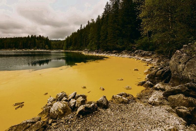 Der Pollen der eingeschleppten Ambrosia (rechts oben) ist hoch allergen. Auch Knäuelgras sorgt für Heuschnupfen (darunter).