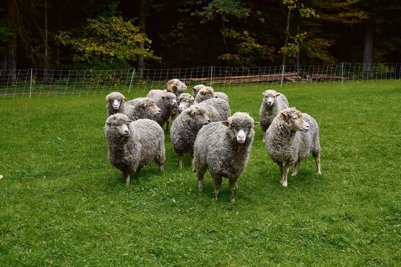 Leuchtend weiss und acht bis neun Zentimeter lang sind die Haareder Schweizer Merinos, die beim Fototermin kurz vor der nächsten Schur standen.