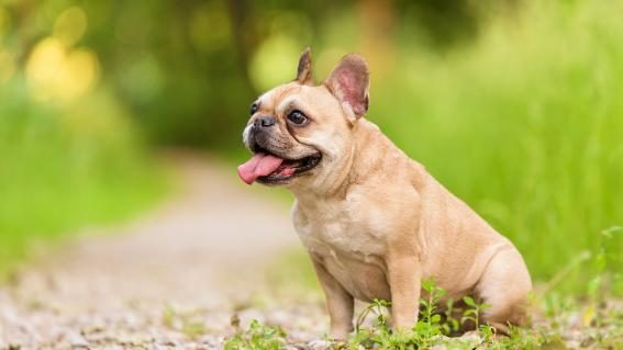 Französische Bulldogge
