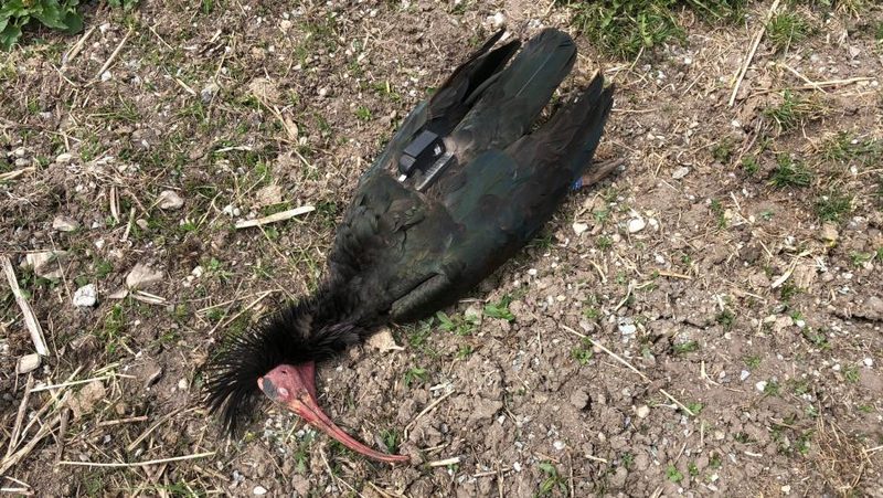 Waldrapp Sonic tot am Boden